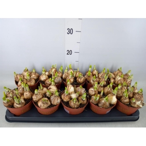 Narcissus  'Tete a tete'