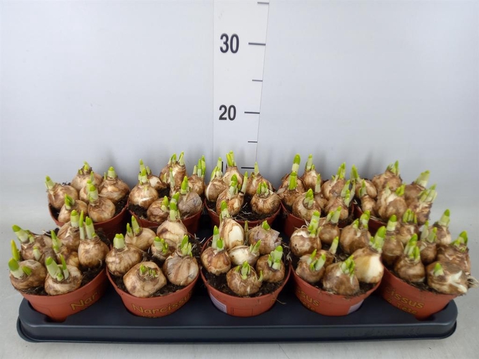 <h4>Narcissus  'Tete a tete'</h4>