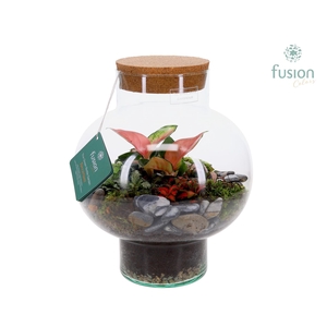 Green Bottle Laura Medium met Terrarium arrangement
