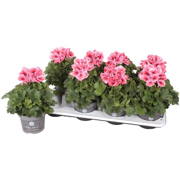 <h4>Pelg. Bella Donna Oranje 12cm</h4>
