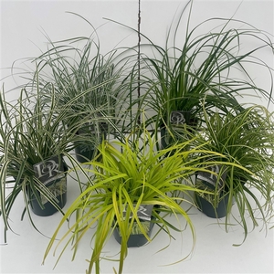 Carex Mixcc Exclusief V2