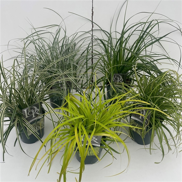 <h4>Carex Mixcc Exclusief V2</h4>