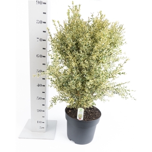 Buxus sempervirens 'Elegans' 60-70cm struik