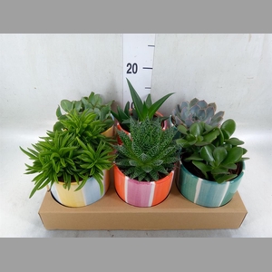 Succulents   ...
