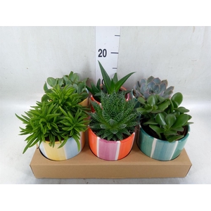 Succulents   ...