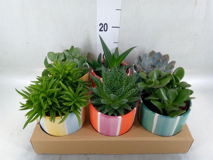 <h4>Succulents   ...</h4>