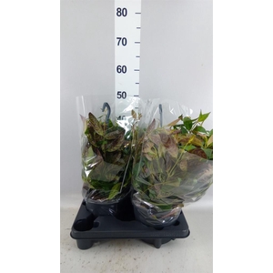 Aeschynanthus marmoratus