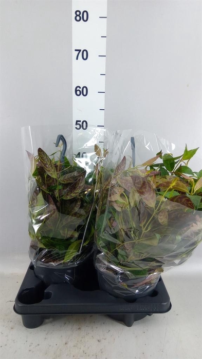 <h4>Aeschynanthus marmoratus</h4>