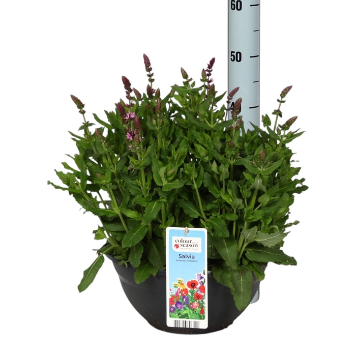 Salvia S Rose Marvel