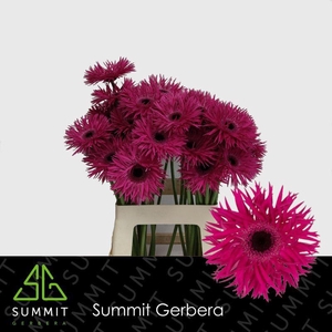 Gerbera Spider Renegade Water X40 Lang