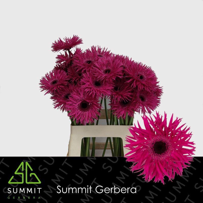 <h4>Gerbera Spider Renegade Water X40 Lang</h4>