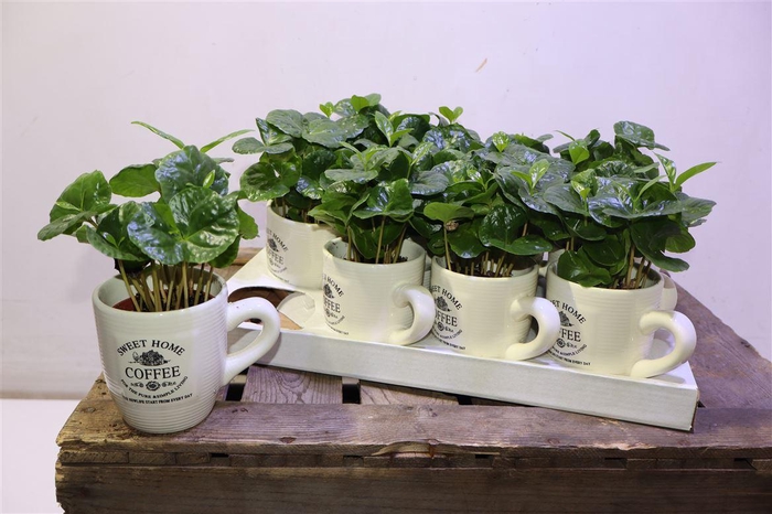 <h4>Coffea Arabica</h4>