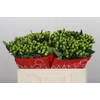 Hypericum Lucky Romance