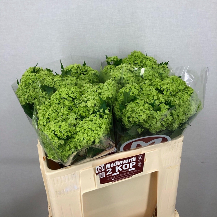 <h4>Viburnum Greenhouse 2 Kop Mediaverdi</h4>