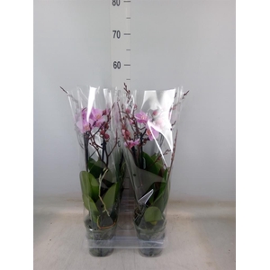 Phalaenopsis multi. 'Beaution'