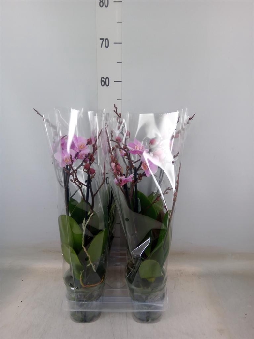 <h4>Phalaenopsis multi. 'Beaution'</h4>