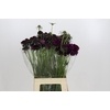 Scabiosa Bon Bon Scoop Merlot