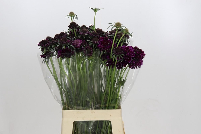 Scabiosa Bon Bon Scoop Merlot