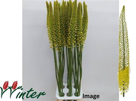 <h4>Eremurus Image</h4>