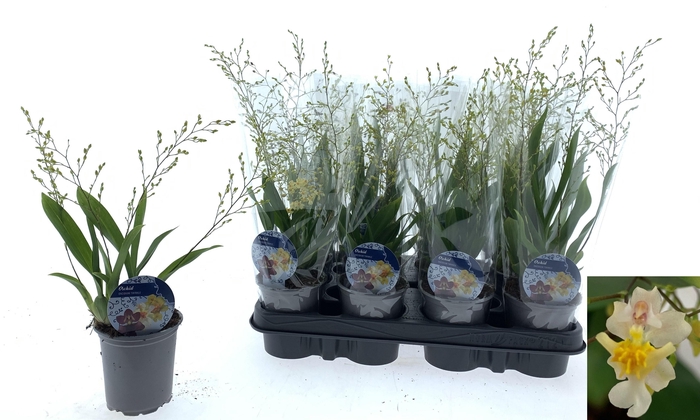 <h4>ONCIDIUM OV</h4>