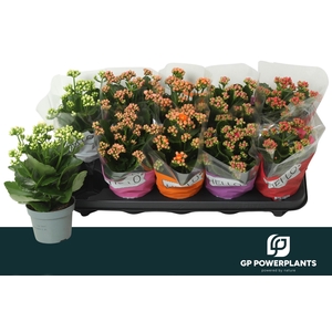 KAL GE PERF GEM 5 KL