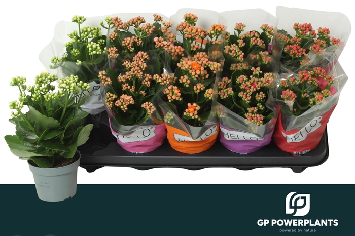 <h4>KAL GE PERF GEM 5 KL</h4>