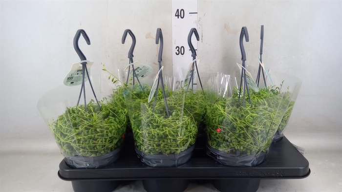 <h4>Senecio herreianus</h4>