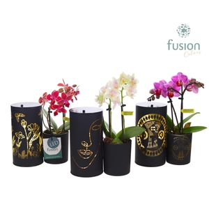 LED Duo glazen met Phalaenopsis