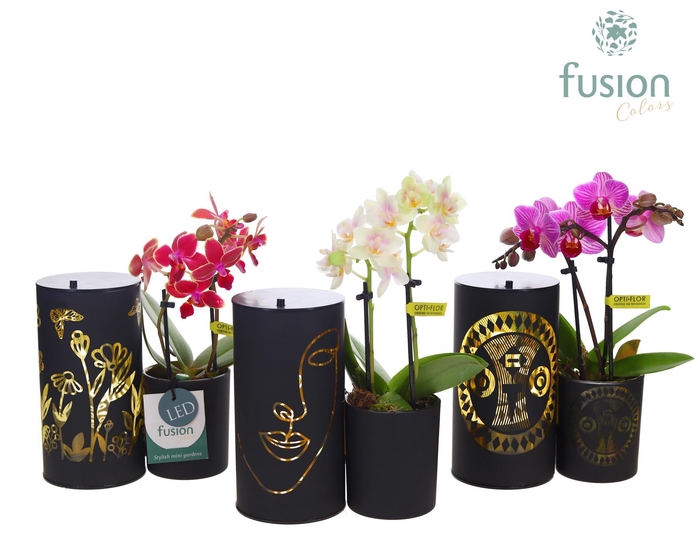 <h4>LED Duo glazen met Phalaenopsis</h4>