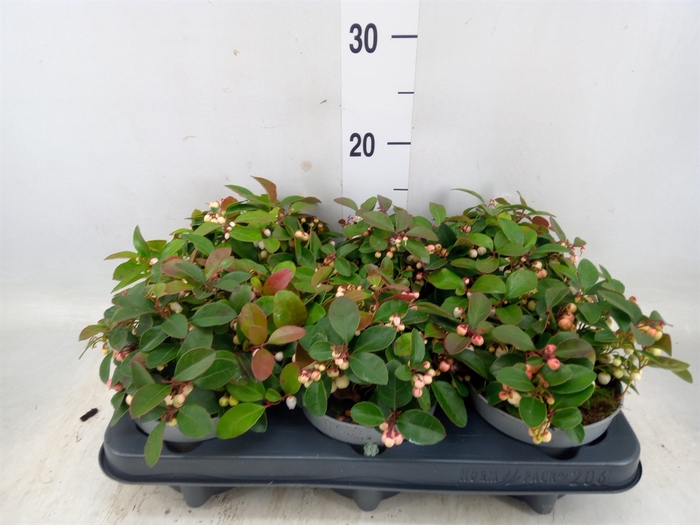 <h4>Gaultheria   ...white berry</h4>