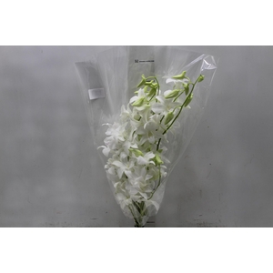 DENPHALAEN MACO MINIMO 30 FLORES