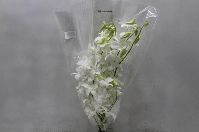 <h4>DENPHALAEN MACO MINIMO 30 FLORES</h4>