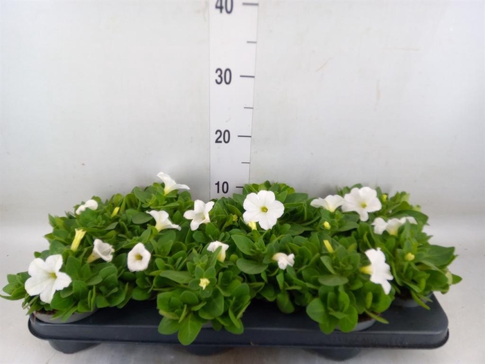 <h4>Petunia   ...</h4>