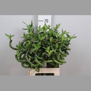 Drac Lucky Bamboo 060cm