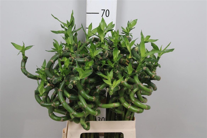 <h4>Drac Lucky Bamboo 060cm</h4>