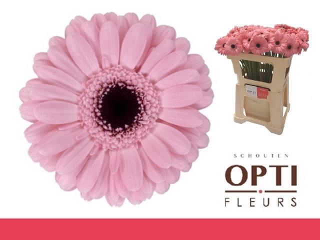 <h4>GE MI SMART</h4>