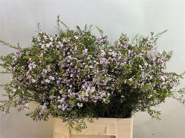 <h4>CHAME UN DANC QUEEN</h4>