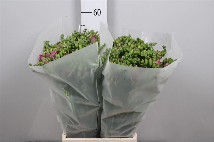 <h4>Fr Du Romantic Pink</h4>