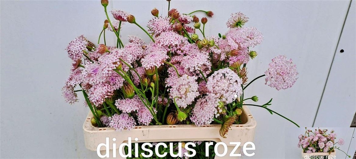 <h4>Didiscus Roze</h4>