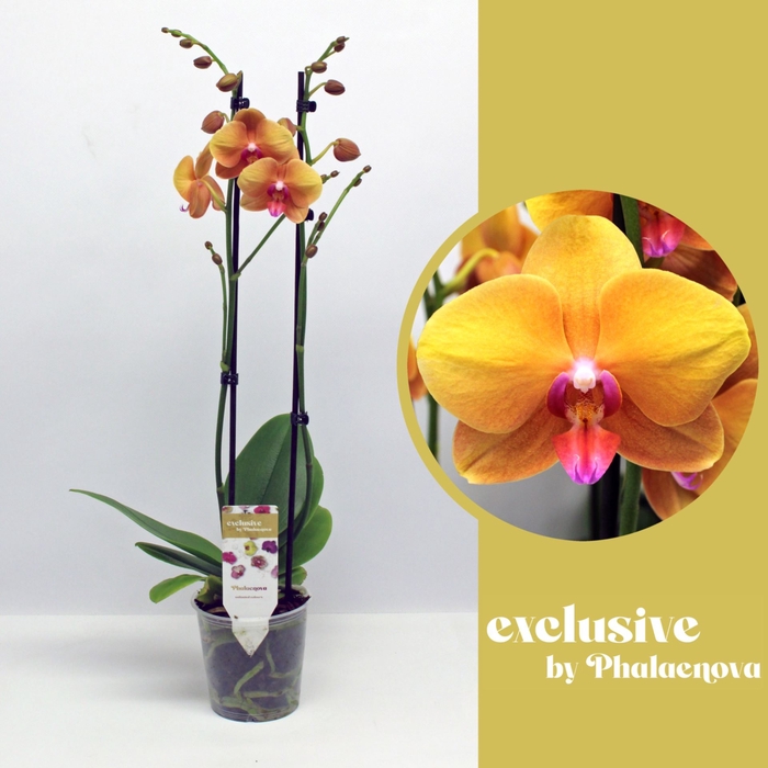 <h4>Phalaenopsis overig oranje (meerder</h4>