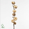 Kaaps Cotton Bush