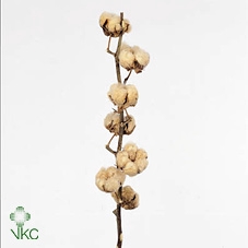 Kaaps Cotton Bush