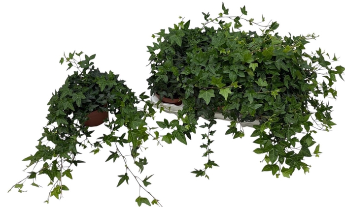 <h4>HED HE SHAMROCK</h4>