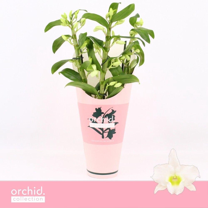 <h4>Dendrobium Nobilé, Apollon 3-spike Compact 'Orchid Collection' Potcover</h4>