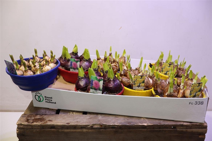 <h4>arr8 Bolbloemen Gem</h4>