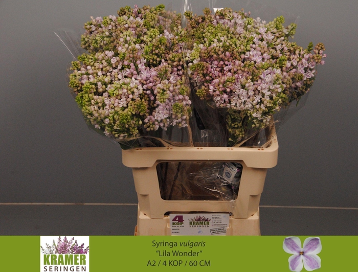 <h4>SYR V LILA WONDER</h4>