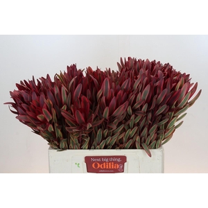 Leucadendron Jester