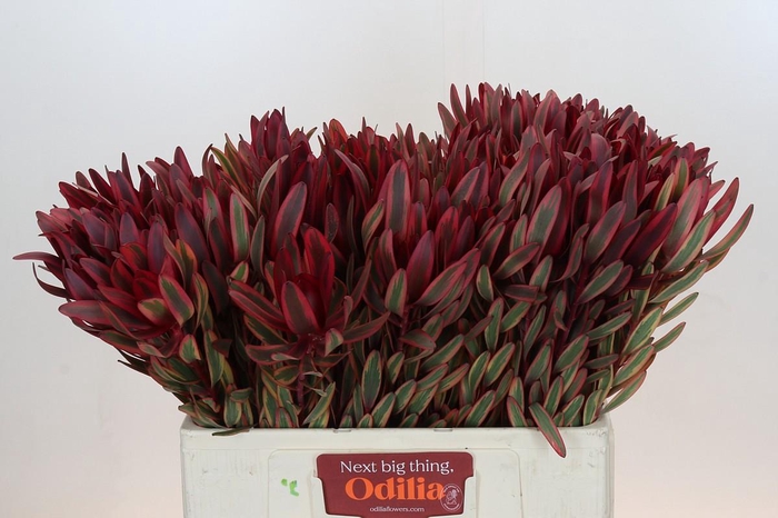 <h4>Leucadendron Jester</h4>