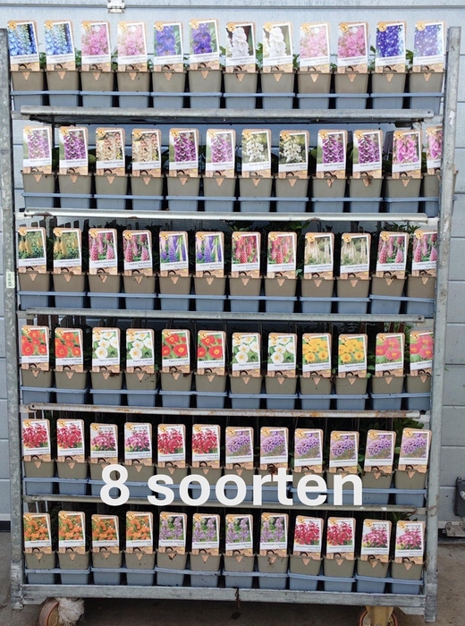 <h4>VASTE PL MIXK</h4>