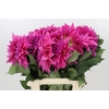 Dahlia Cafe Au Lait Rose